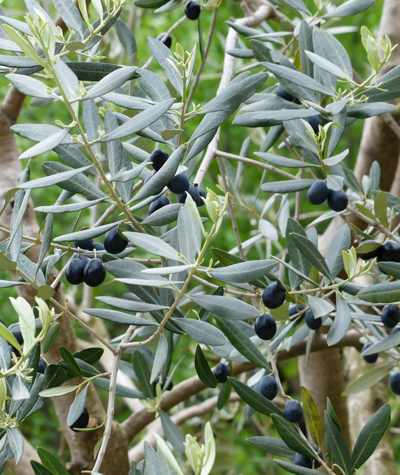 La cura dell'olivo